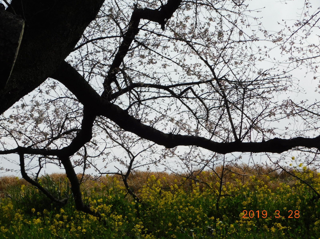 Kumagaya Sakura Tsutsumi-熊谷市必去景点