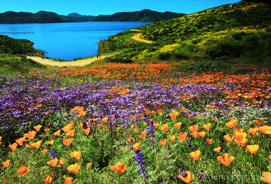 Diamond Valley Lake Marina-赫米特必去景点