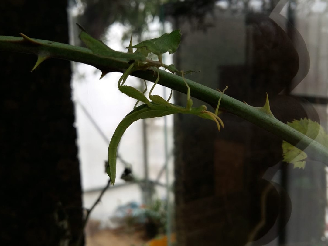 La Casa delle Farfalle-Ragusa CIty必去景点