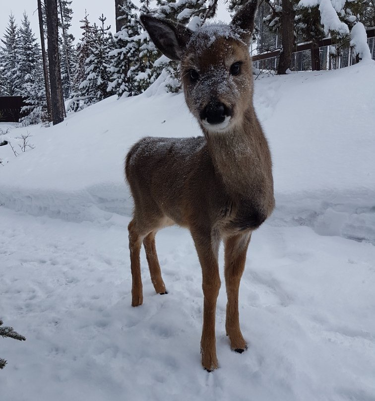 The Resort at Cypress Hills主图