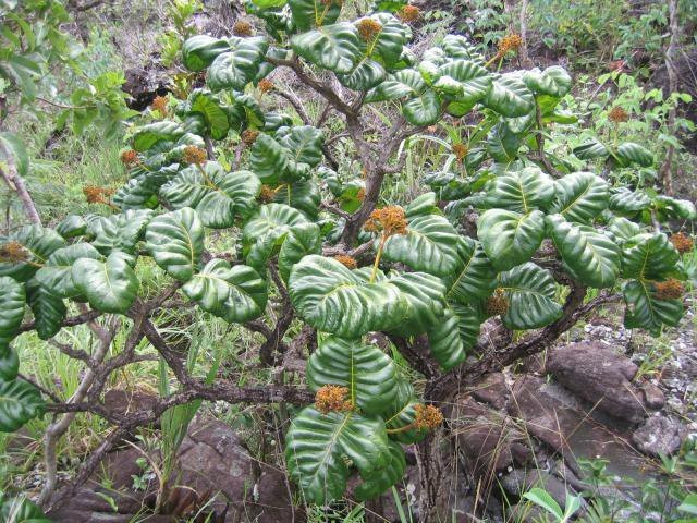 Portal de Entrada de Pirenopolis-Pirenopolis必去景点