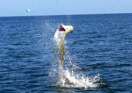 Reelfishing Charters-Boca Grande必去景点