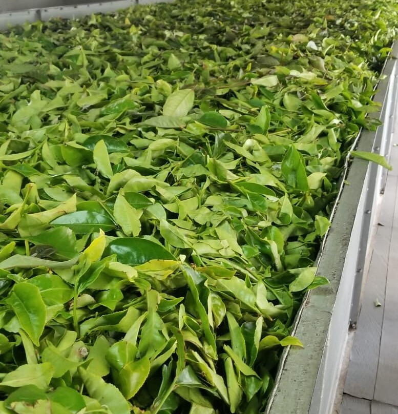 Macwood Tea Factory景点图片