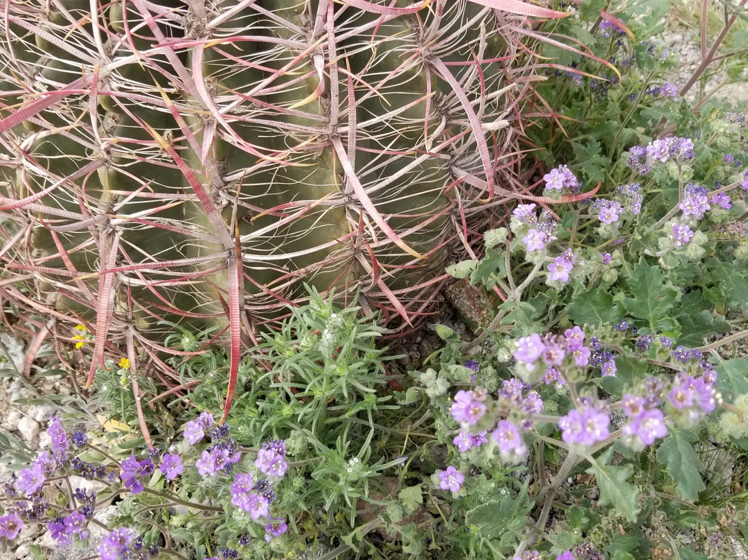 Skyline Regional Park-Buckeye必去景点