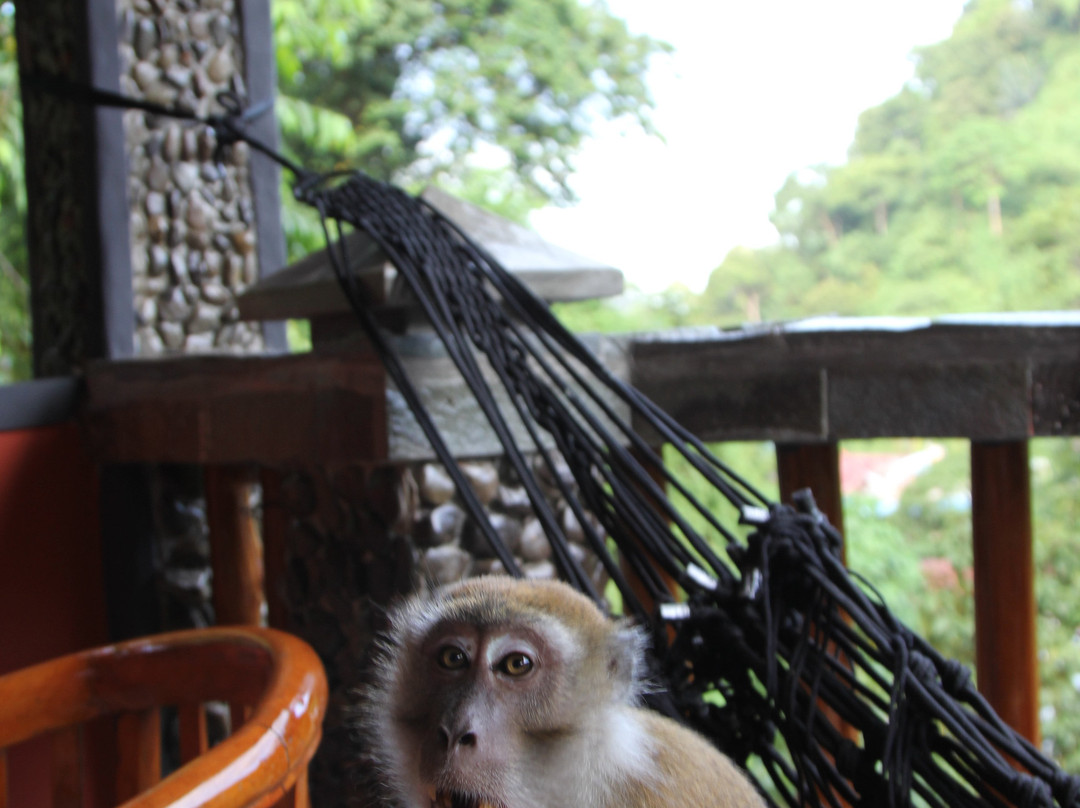 Hotel Orangutan主图