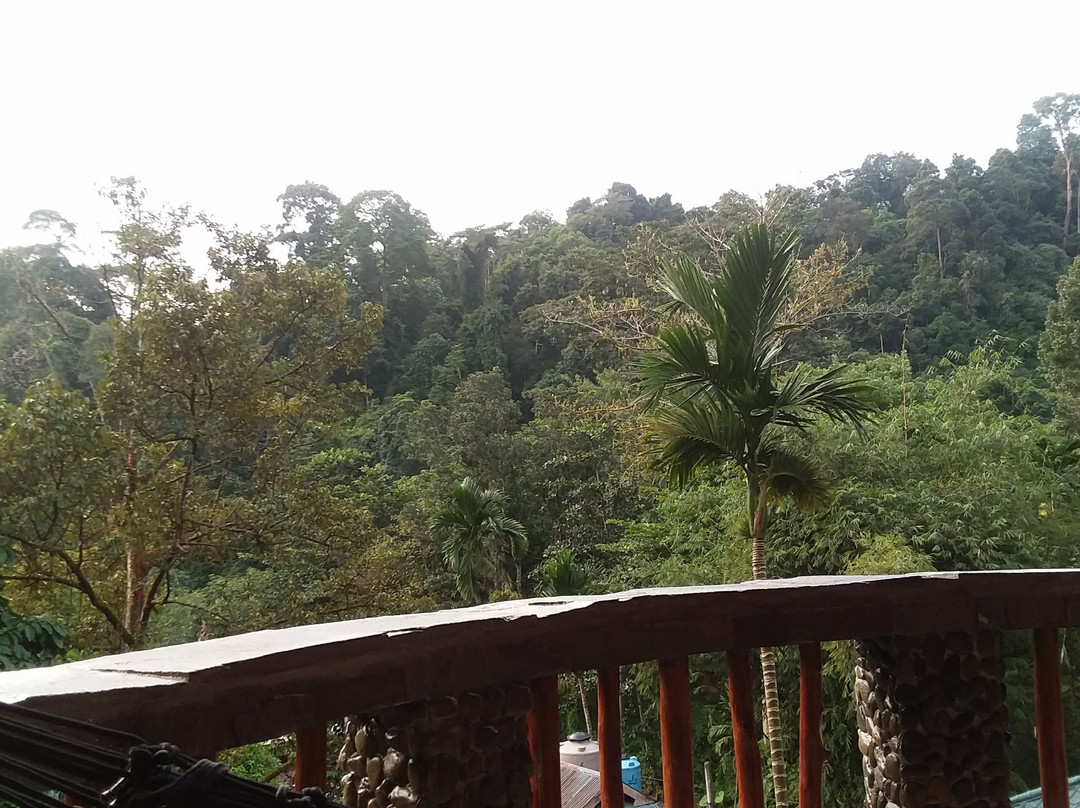 Hotel Orangutan主图