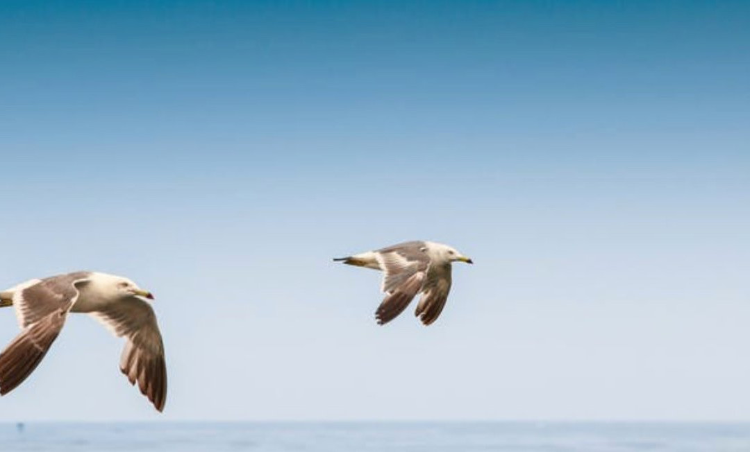 Sussex Dolphin Project-布莱顿必去景点