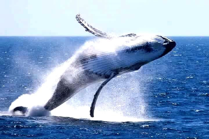 Whale Watching Mirissa景点图片