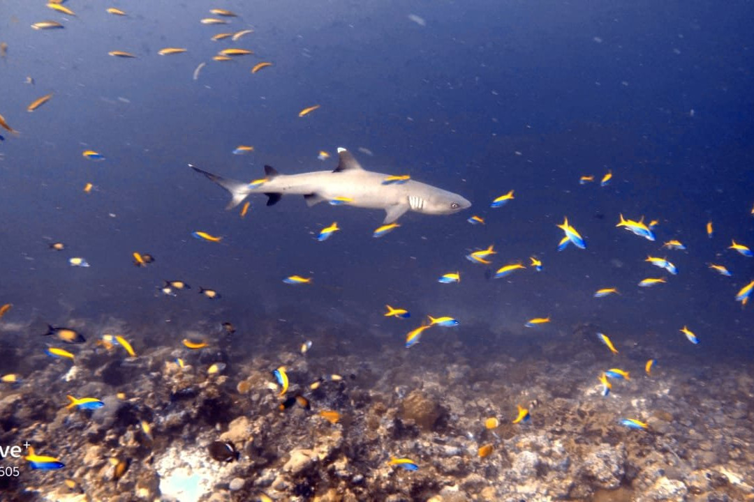 Miyaru Folhudhoo Divers-Bodufolhudhoo必去景点