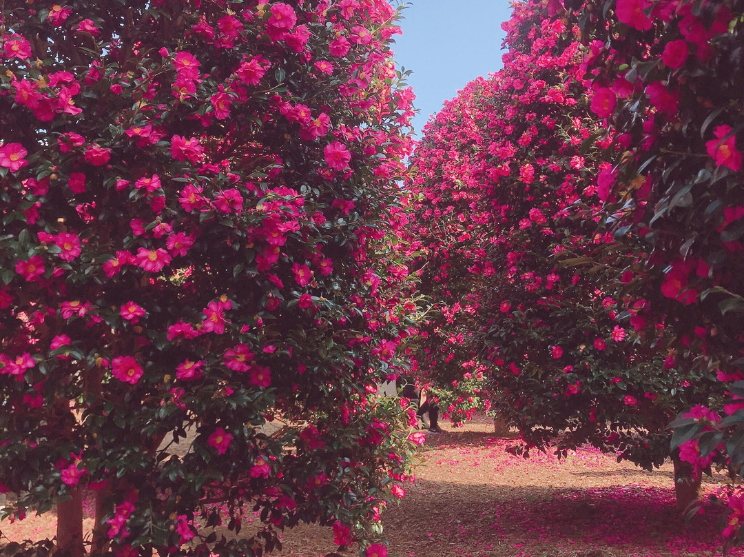 Camellia Forest in Wimi景点图片