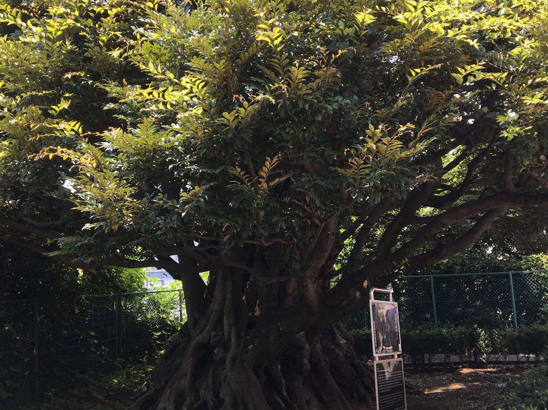 Shi Tree of the Former Hosokawa Residence-Takanawa必去景点