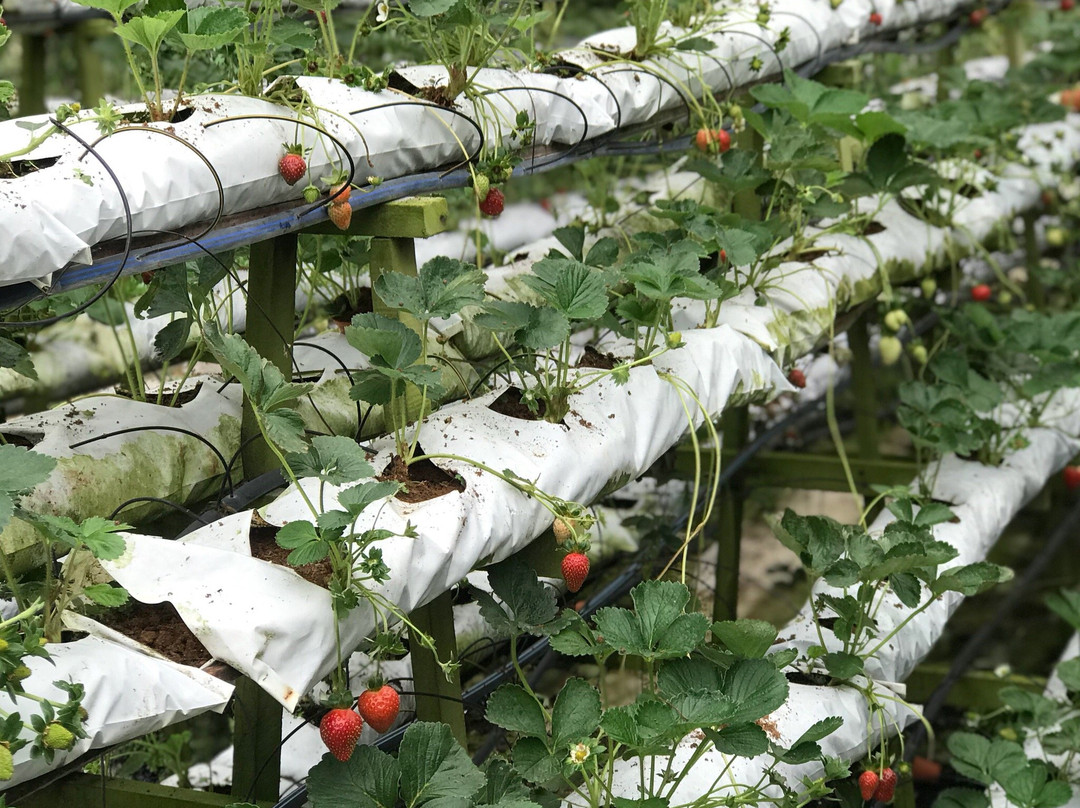 Kok Lim Strawberry Farm景点图片