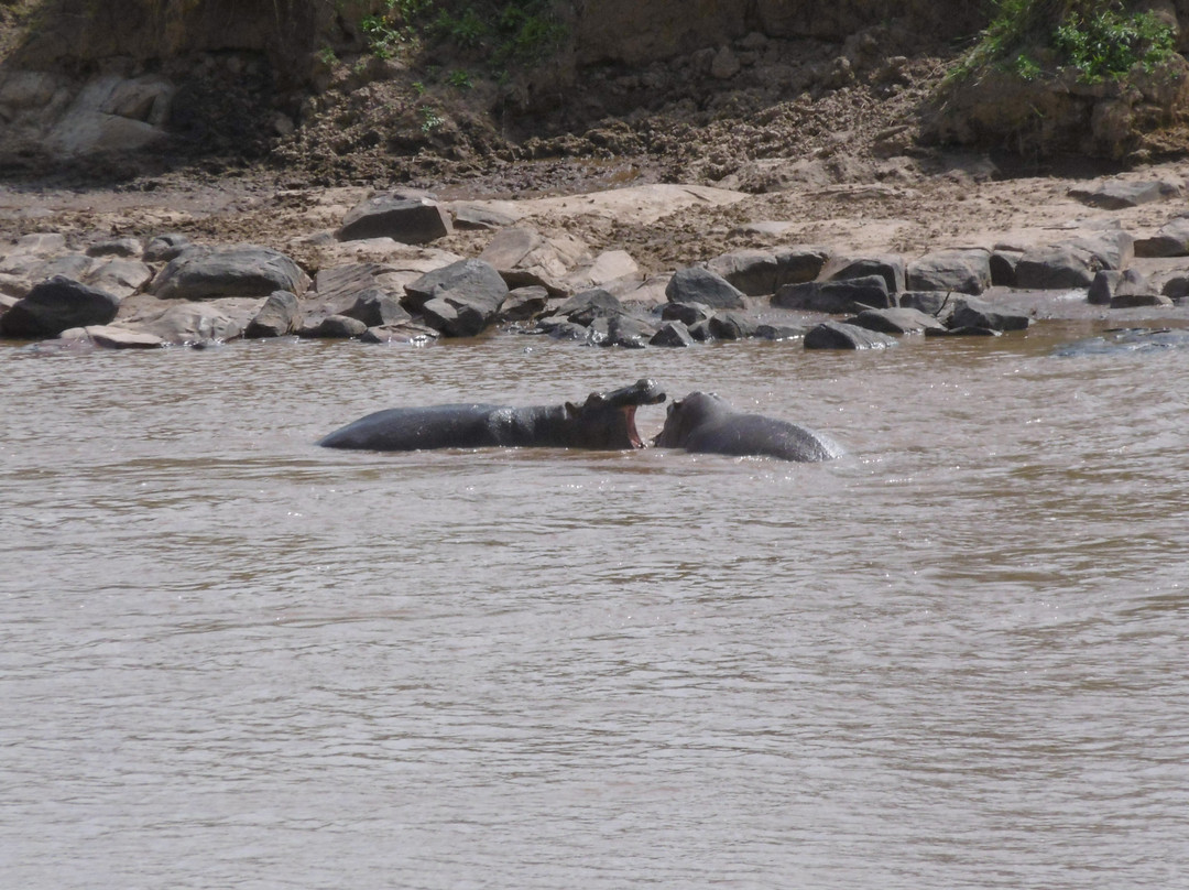 Mara River景点图片