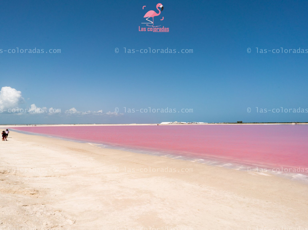 Las Coloradas Tours-普拉亚德尔卡曼必去景点