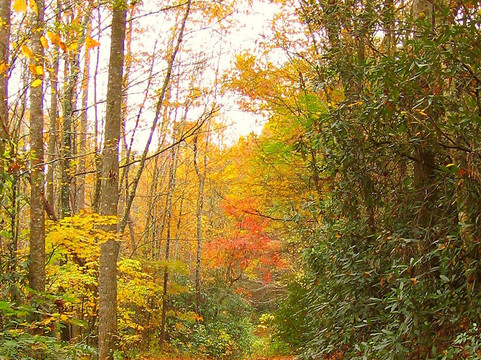 猫头鹰的栖息地（需要5英寸间隙）主图