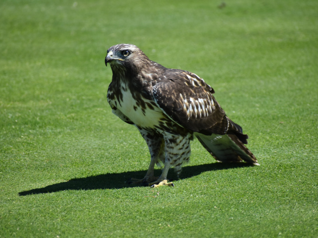 Tower Ranch Golf Club景点图片