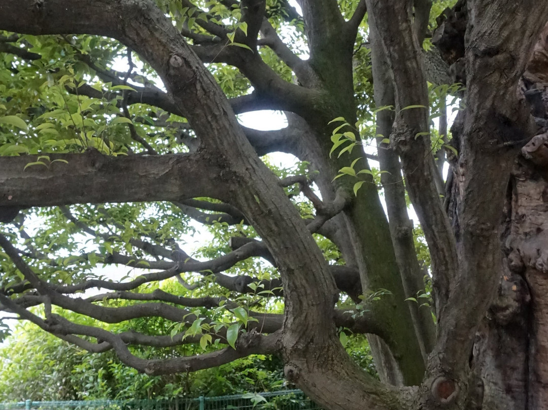 Shi Tree of the Former Hosokawa Residence-Takanawa必去景点
