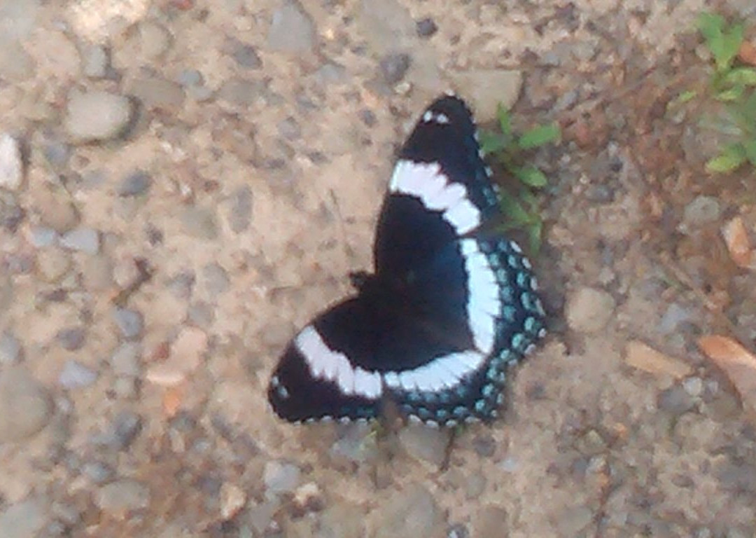 Vestal Rail Trail-Vestal必去景点