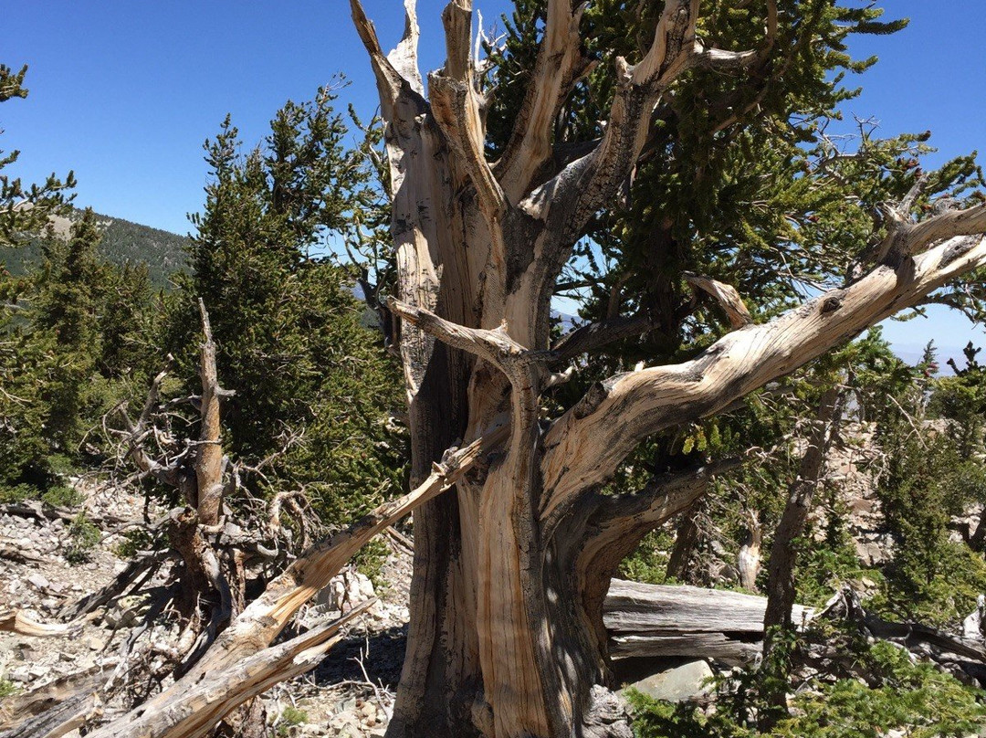 Bristlecone Trails-Great Basin National Park必去景点