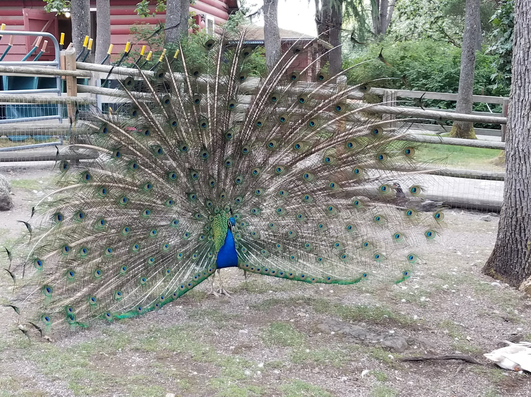 Beacon Hill Children's Farm-维多利亚必去景点