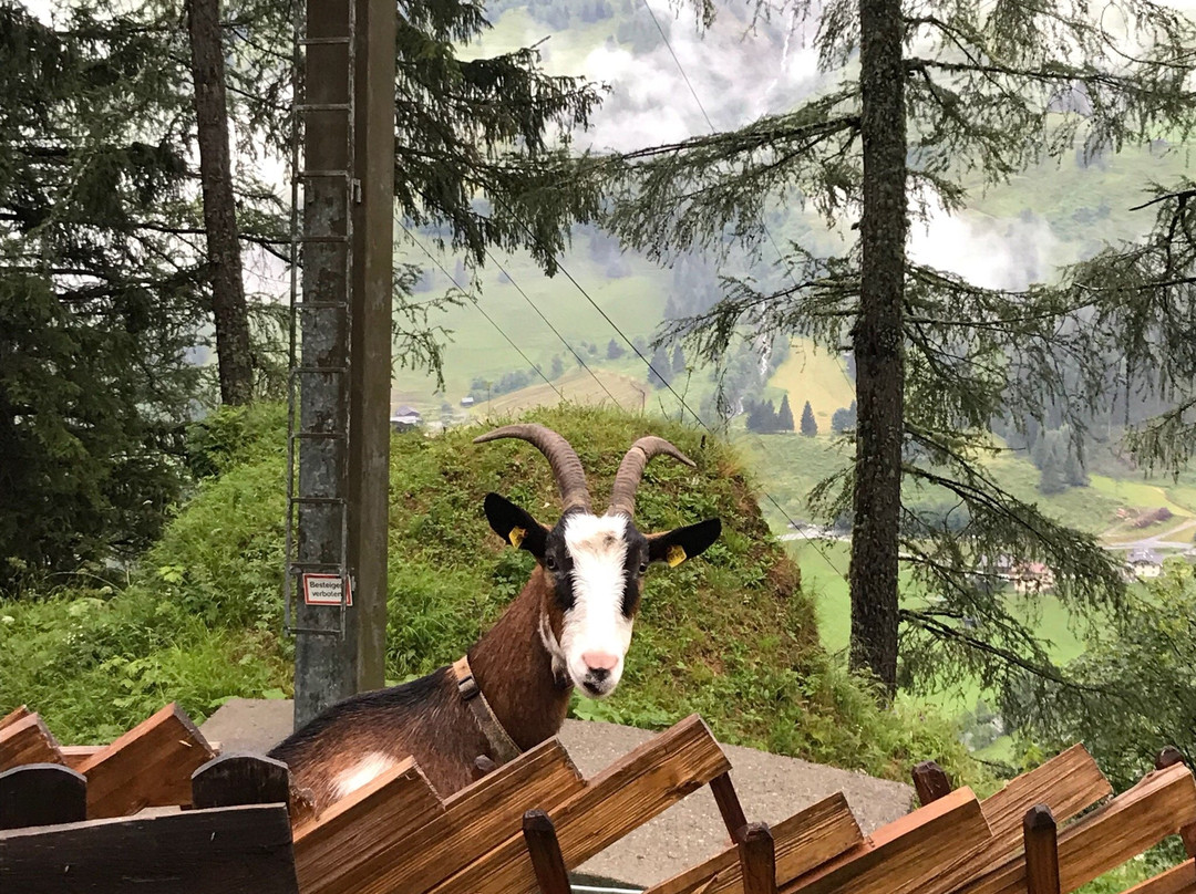 Bucheben-Steinalm-Feldereralm Wanderweg