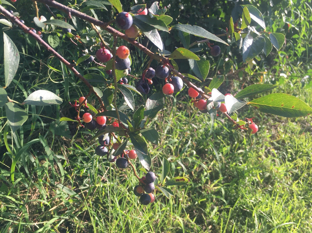 Betty's Berry Farm景点图片