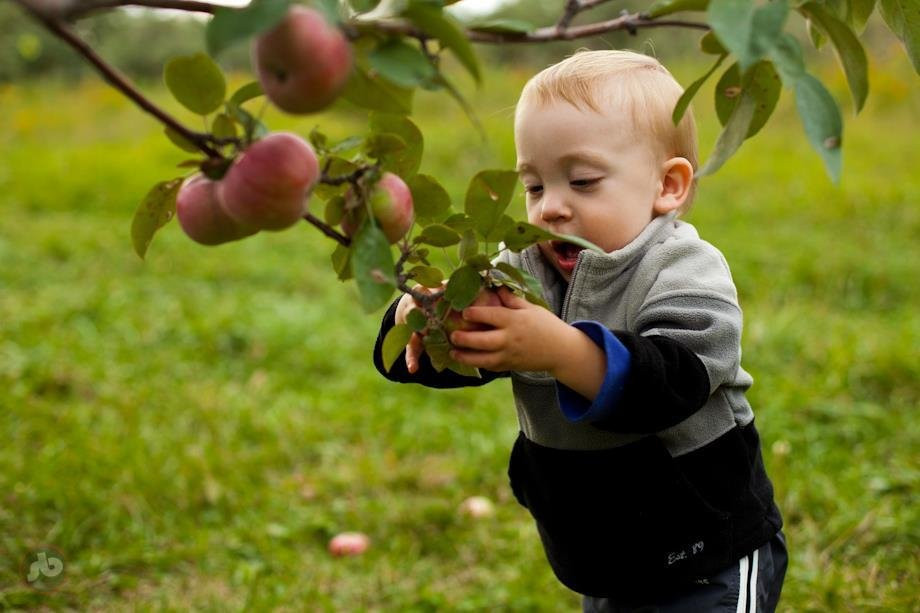 Waddell Apples - ﻿ Orchard & Farm Store景点图片