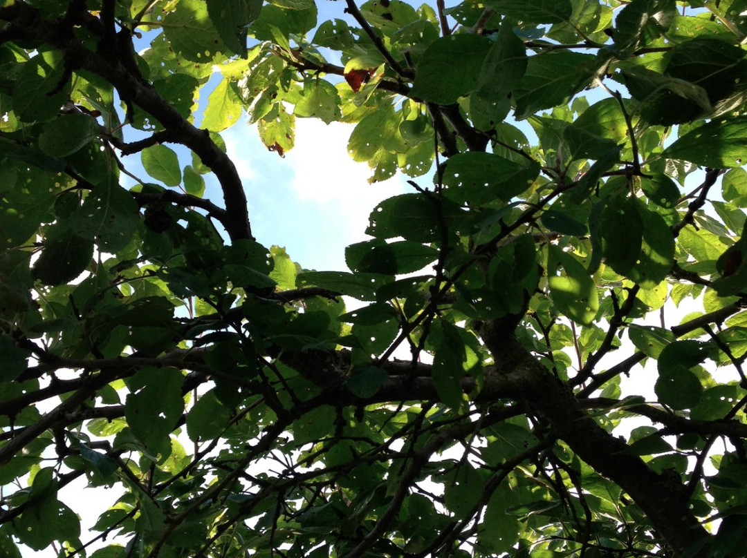 Visingso Pensionat主图