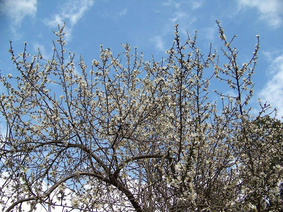 Mandorlo in Fiore B&B主图