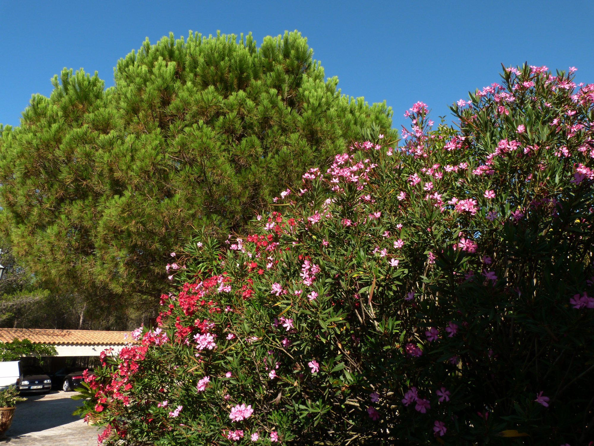 Le Clos Des Pins-官方