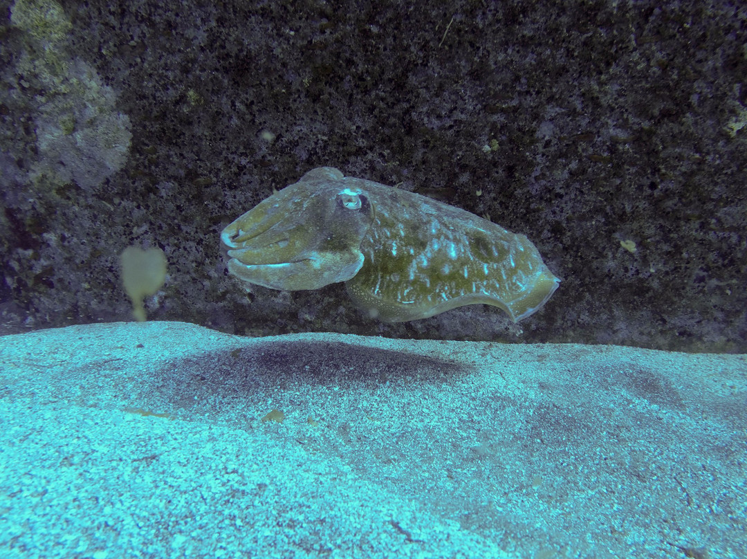 Go Dive Tenerife-Golf del Sur必去景点