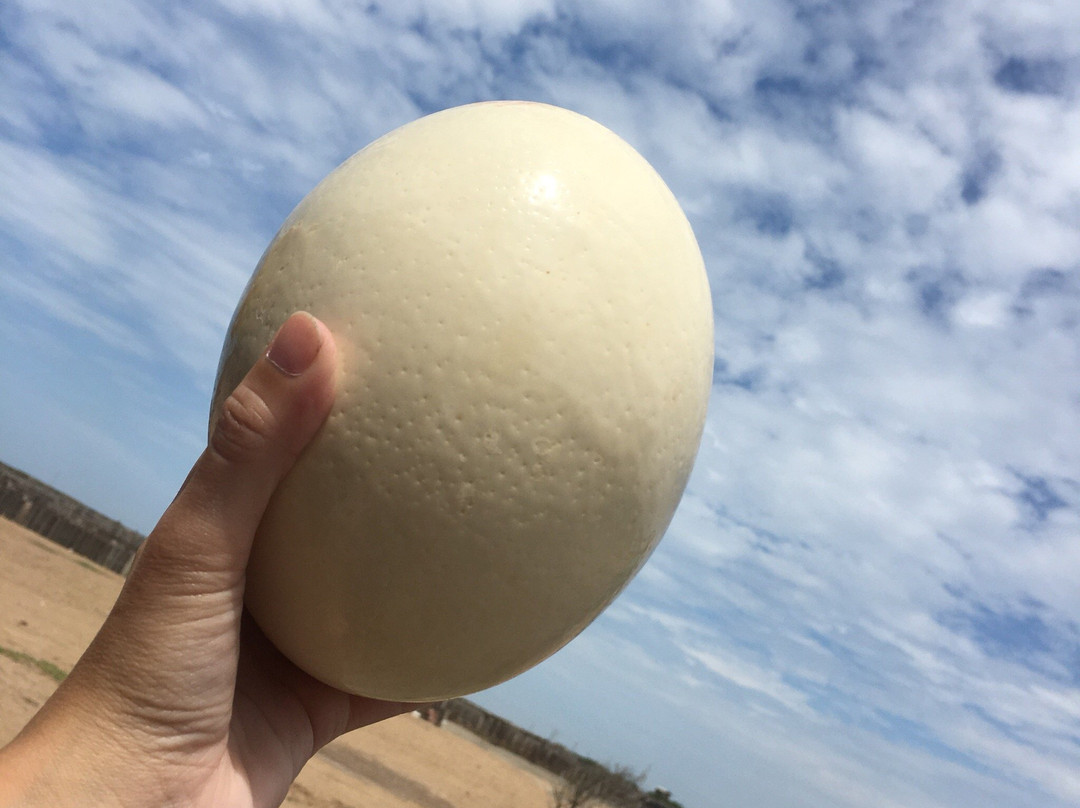 Aves Gigantes de Peru-Pimentel必去景点