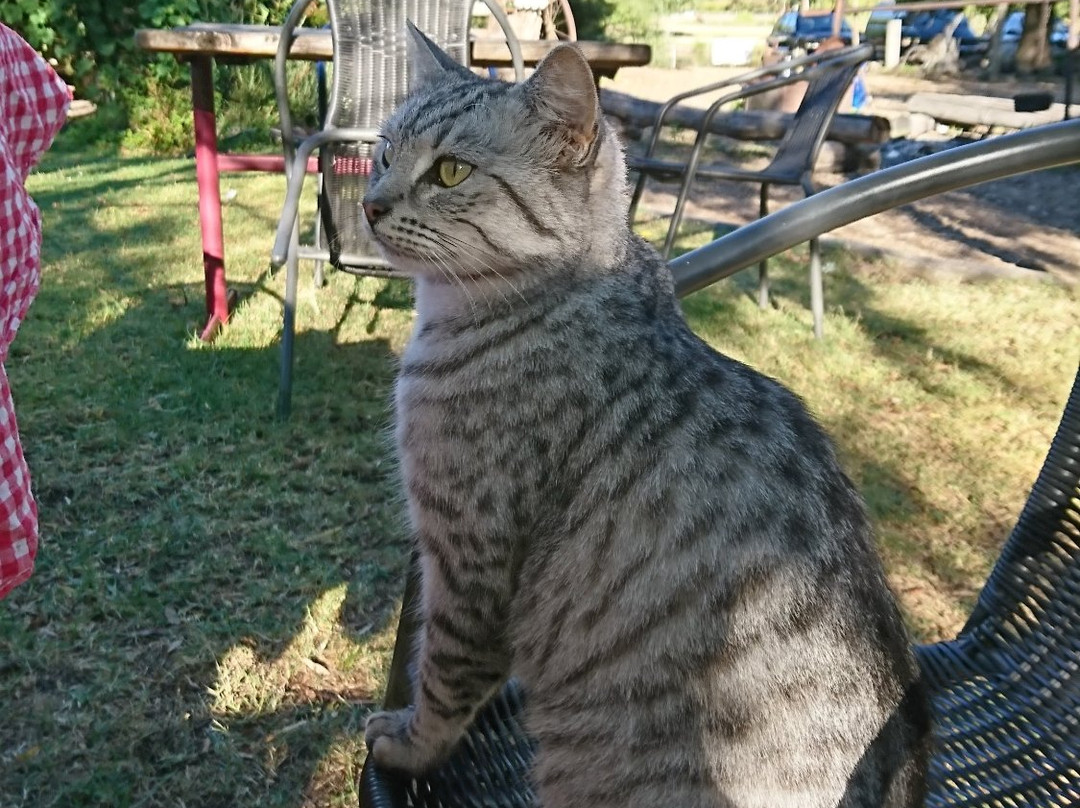 Megalong Valley Farm-Megalong Valley必去景点