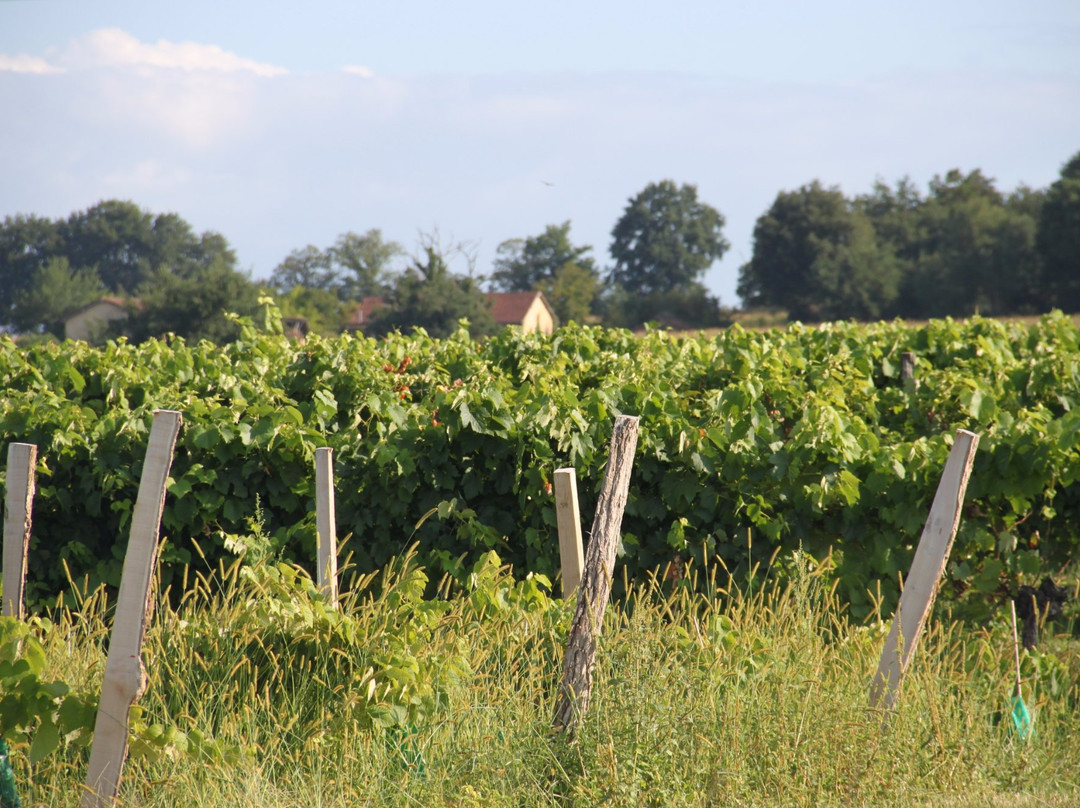 Chateau de Ravignan (Producteurs d'Armagnac)景点图片