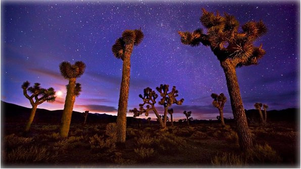 Lee Flat Joshua Trees-死亡谷国家公园必去景点