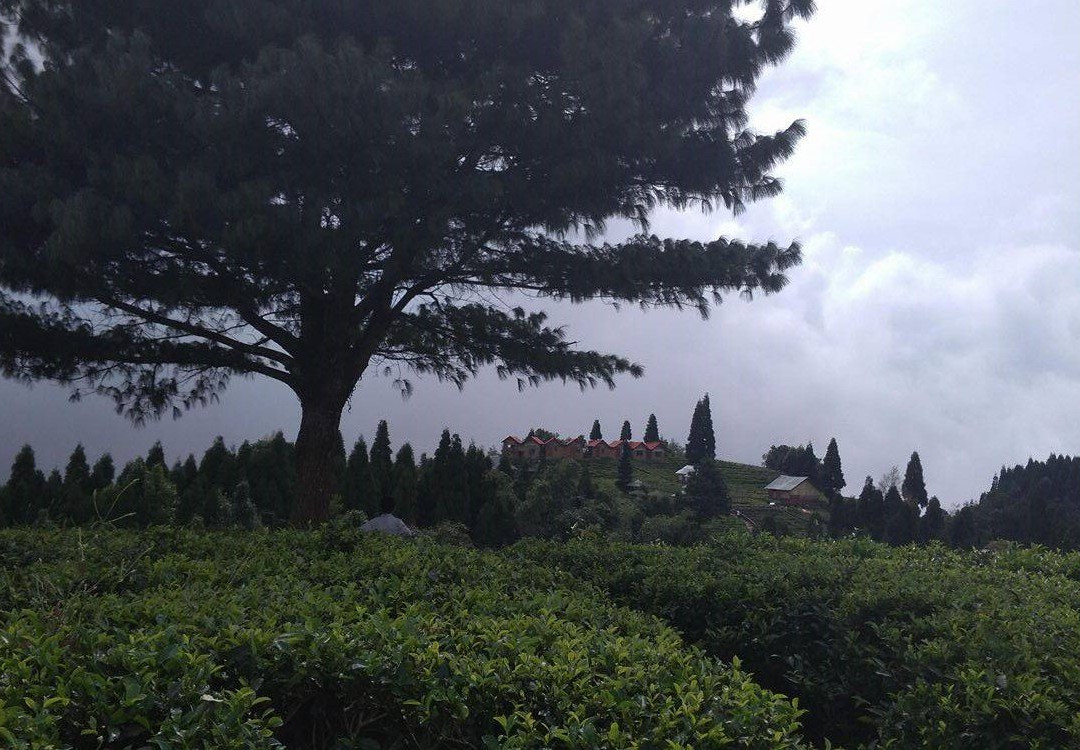 Ilam Tea Garden景点图片