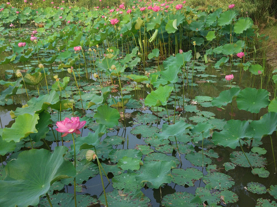 中原花木博览园-鄢陵县必去景点