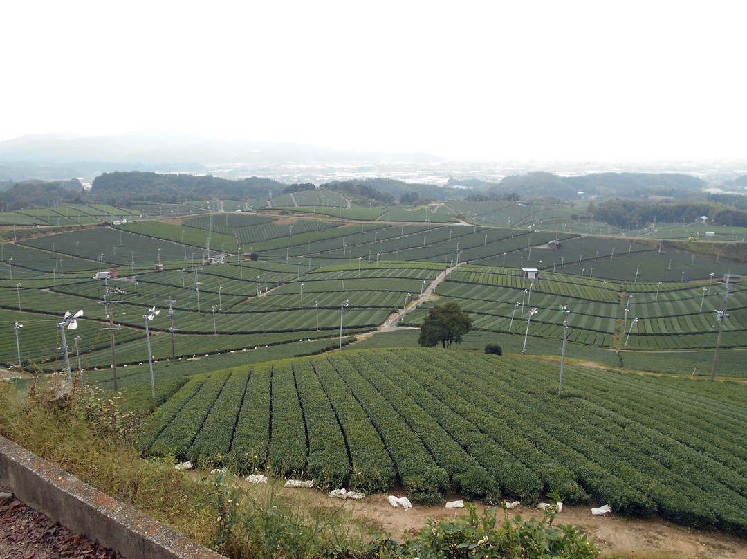 Yame Chuo Tea Garden-八女市必去景点
