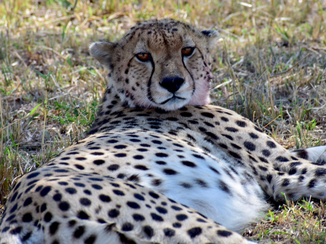 Serengeti Pride-阿鲁沙必去景点