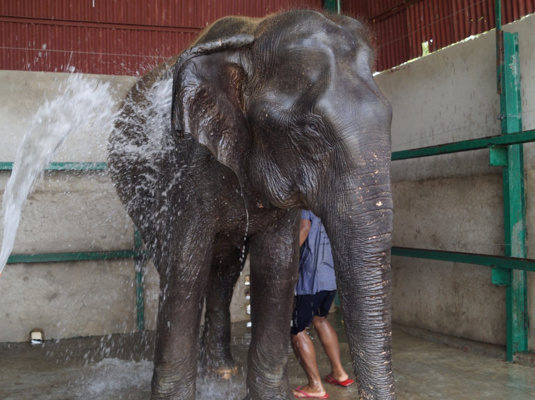 Elephant Conservation & Care Center景点图片