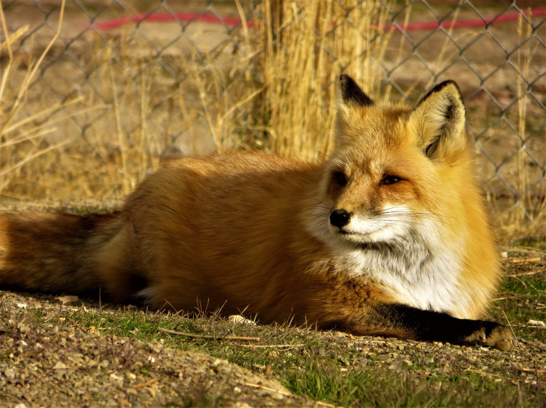 Safe Haven Wildlife Sanctuary-Imlay必去景点