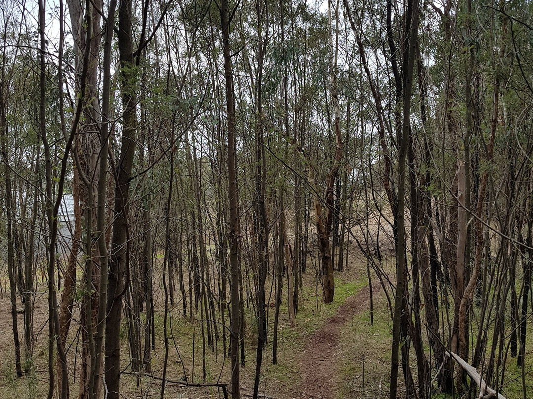 Mount Taylor Nature Reserve-堪培拉必去景点