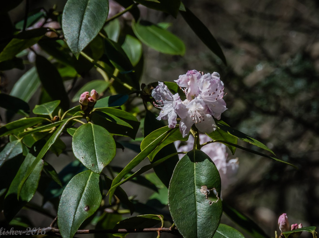 Pulliam Creek Trailhead景点图片