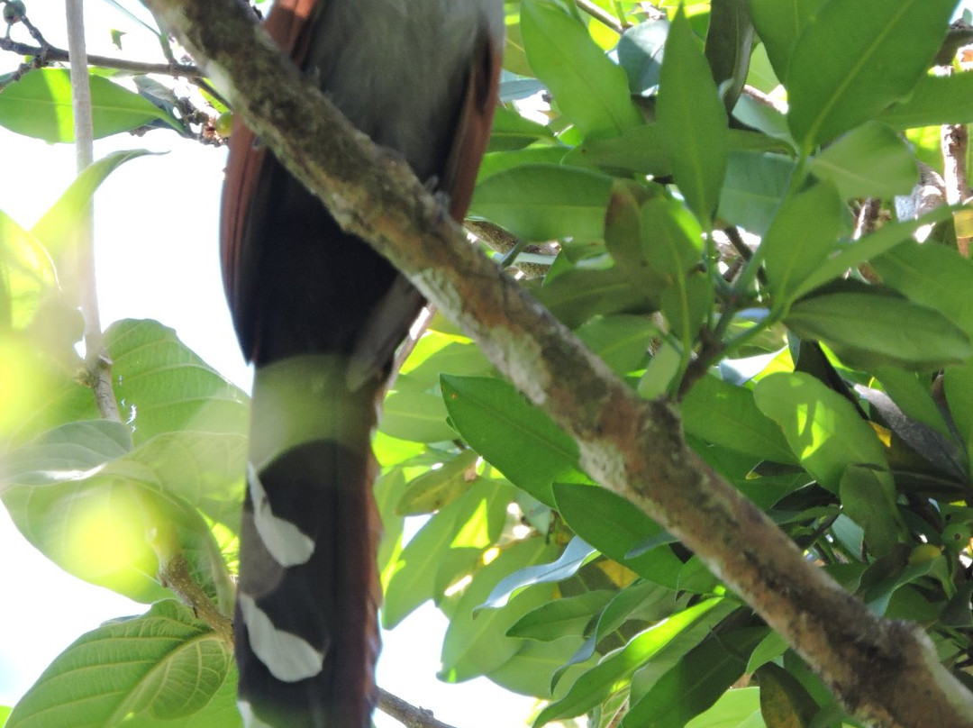 Guanacaste Transfer景点图片