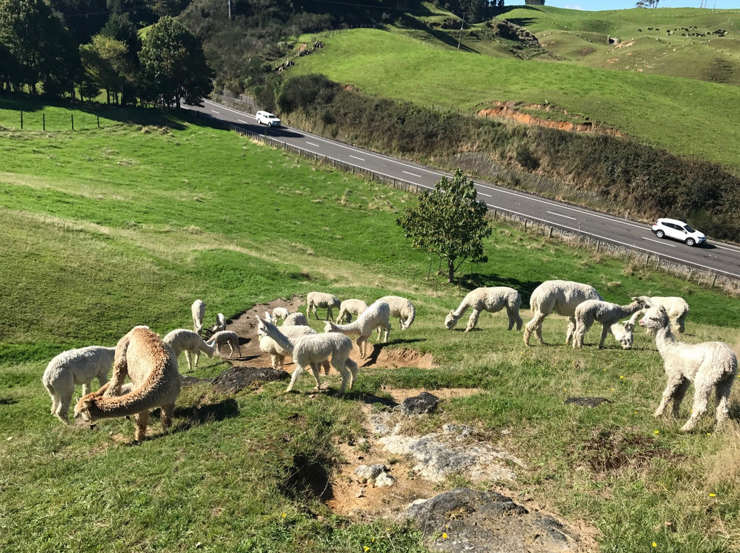 Surico Alpaca景点图片