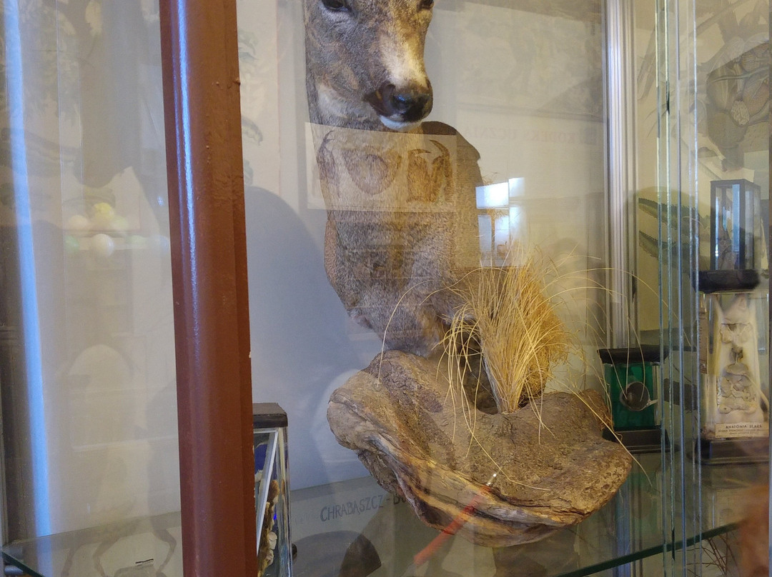 Natural History Museum-Jelenia Gora必去景点