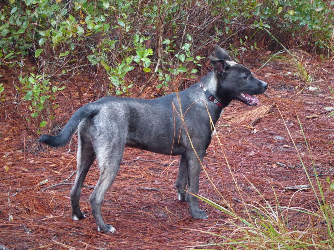 Pine Forest Park-Eustis必去景点