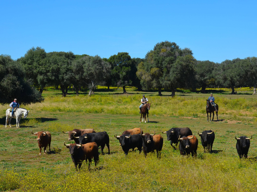 Aprende de Toros-塞维利亚必去景点