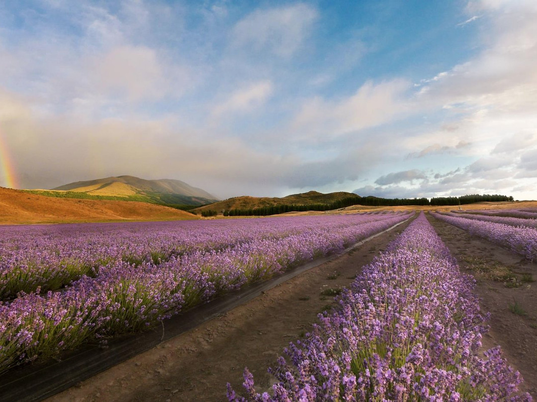 New Zealand Alpine Lavender Farm景点图片