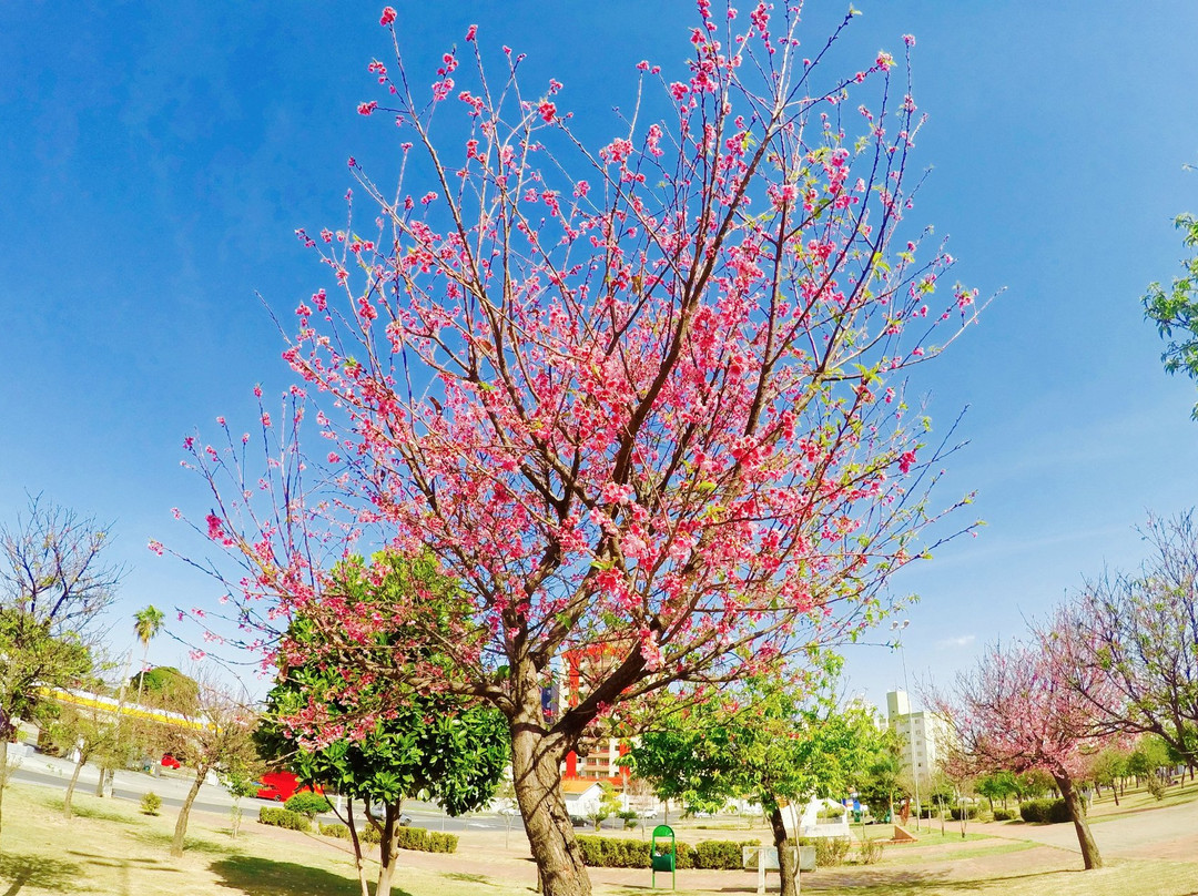 Praça Roque Torce Filho